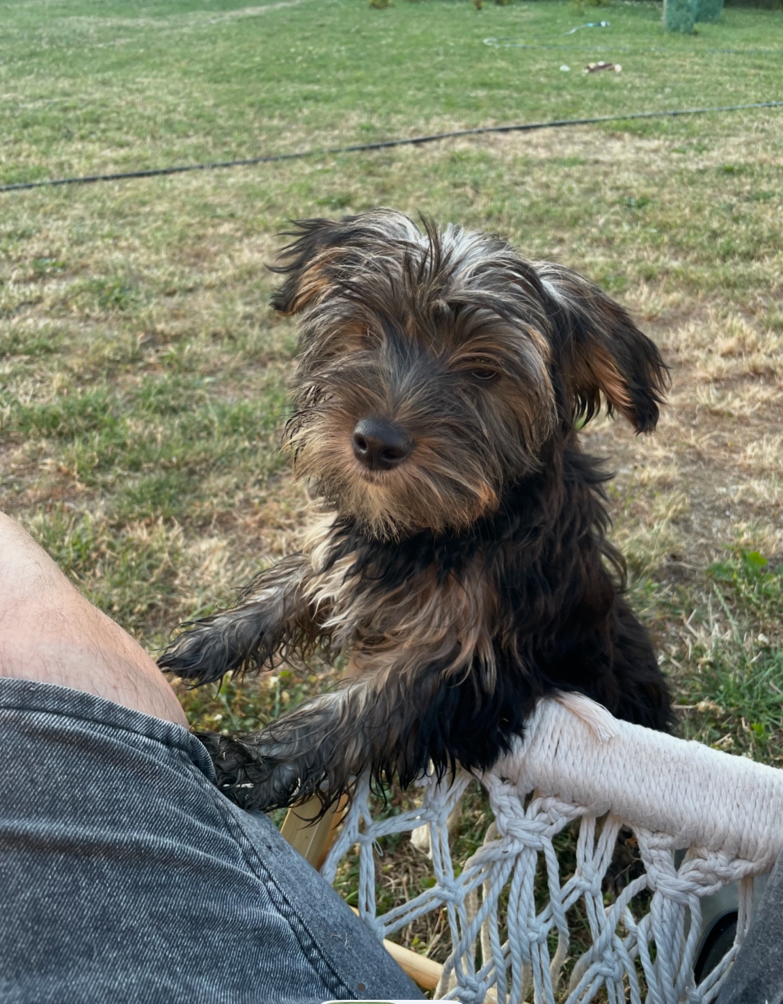 York Terrier