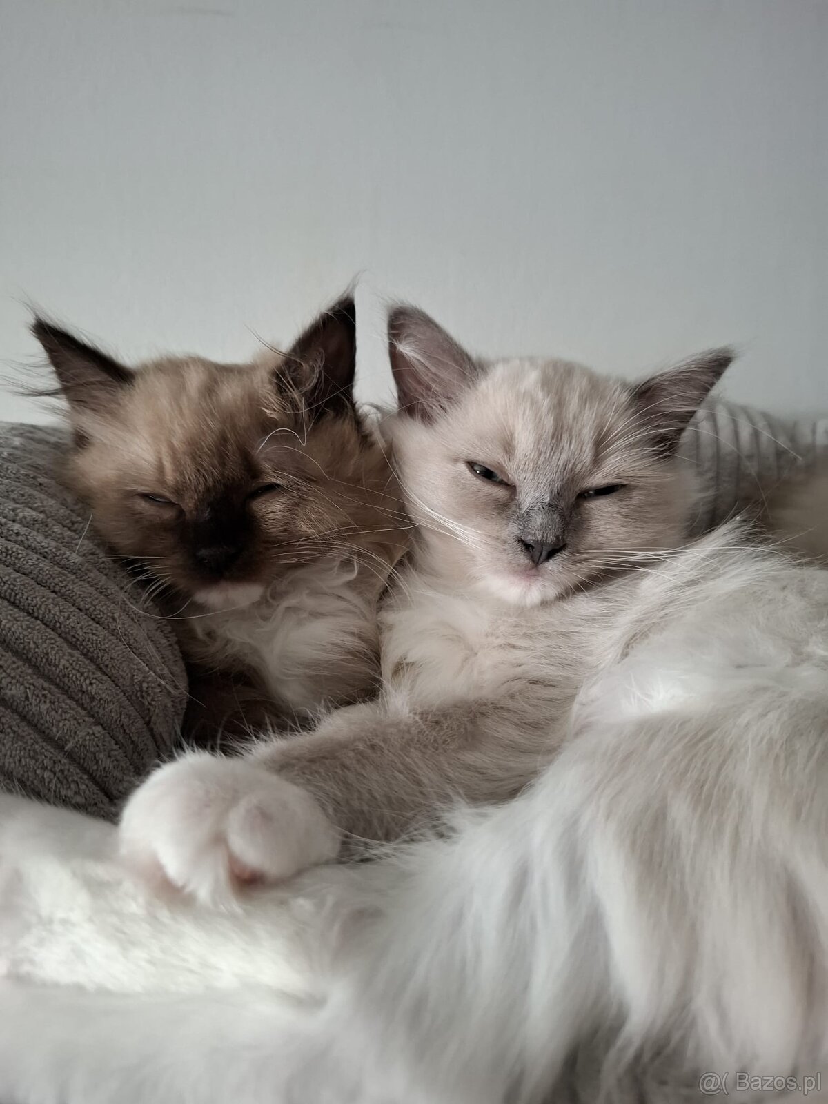 Kocięta Ragdoll