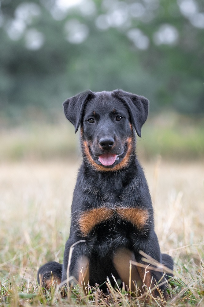 Beauceron - Owczarek francuski
