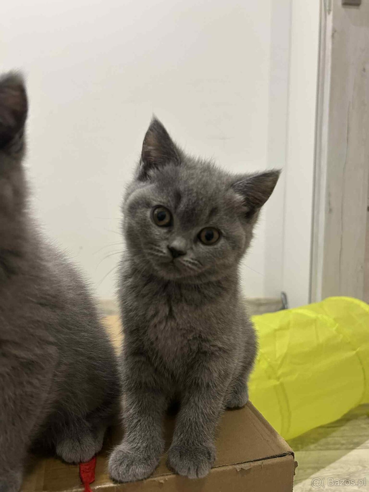 Śliczna kotka brytyjska niebieska