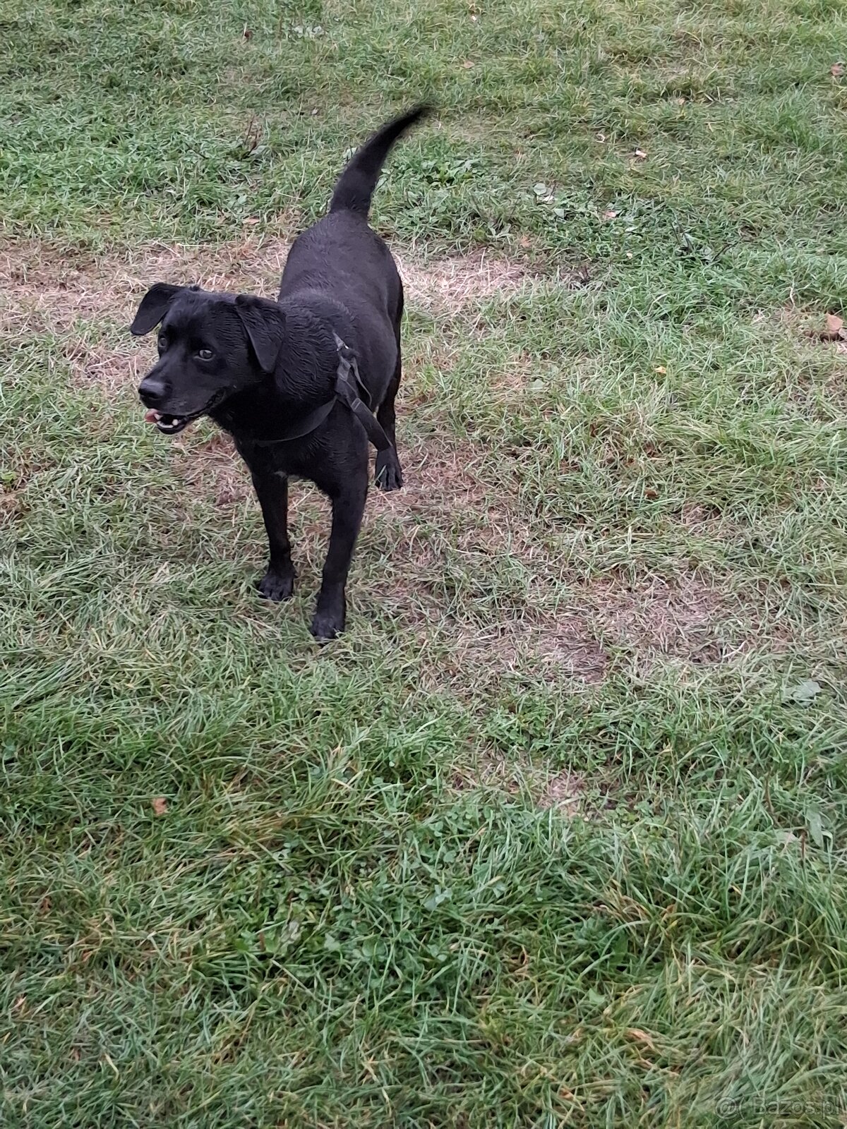 Szukam wspaniałego, kochającego domu dla 9-letniego labrador