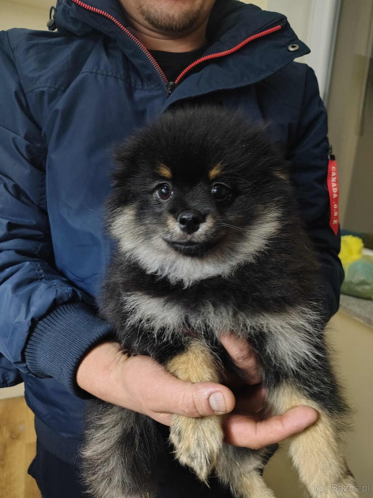 Sprzedam szczeniaków rasy szpic