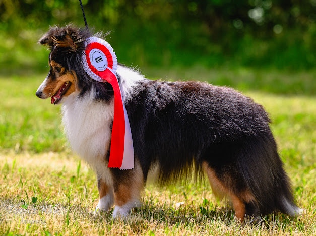 Owczarek szetlandzki, sheltie.