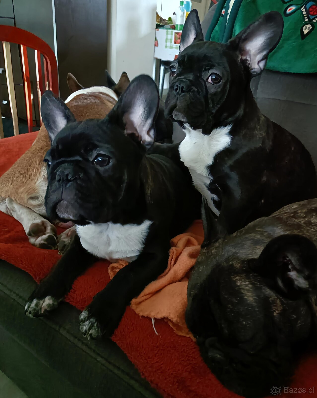 Buldogi Francuskie Szczenięta