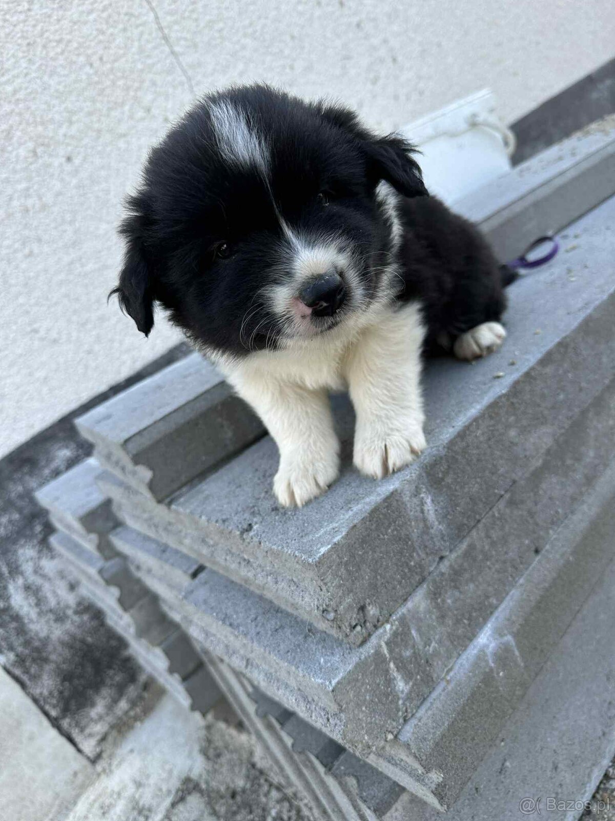Szczeniaki border collie