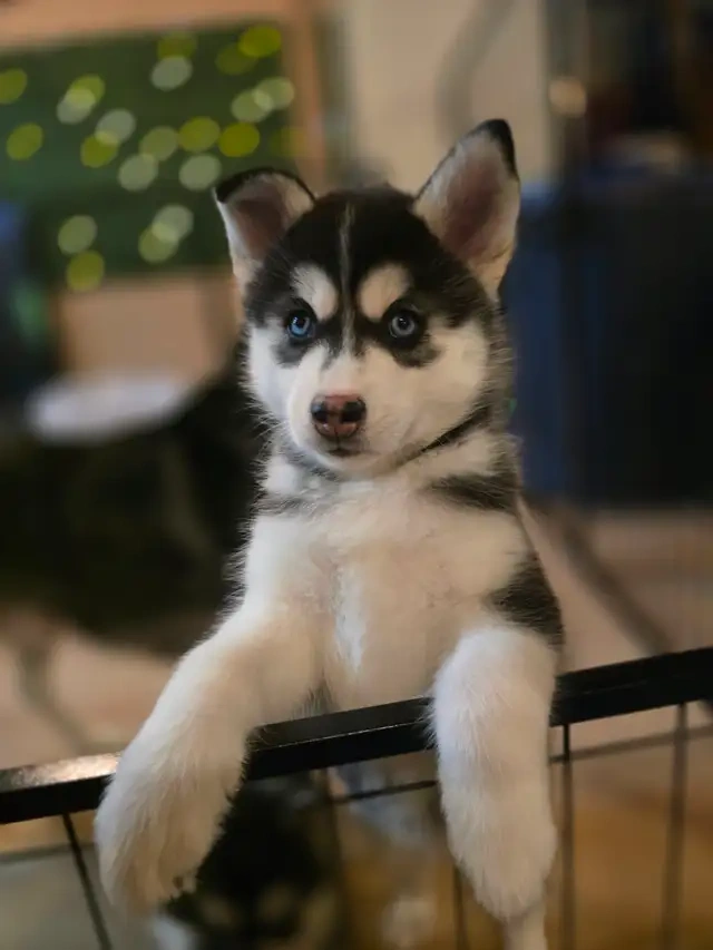 Szczenięta Pomsky