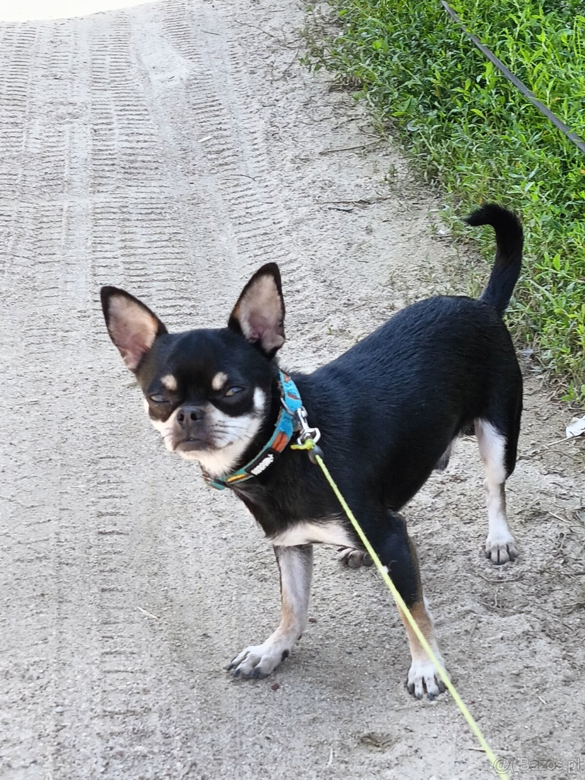 Witam Sprzedam pieska Chihuahua krótkowłosy