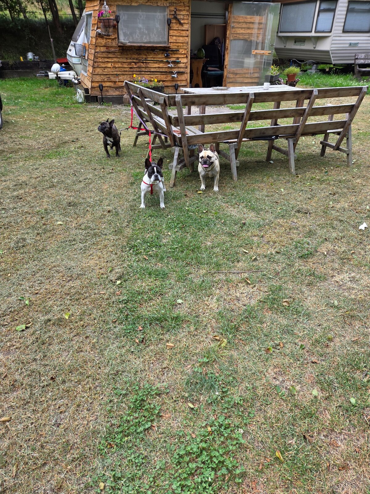 Suczka typu buldog