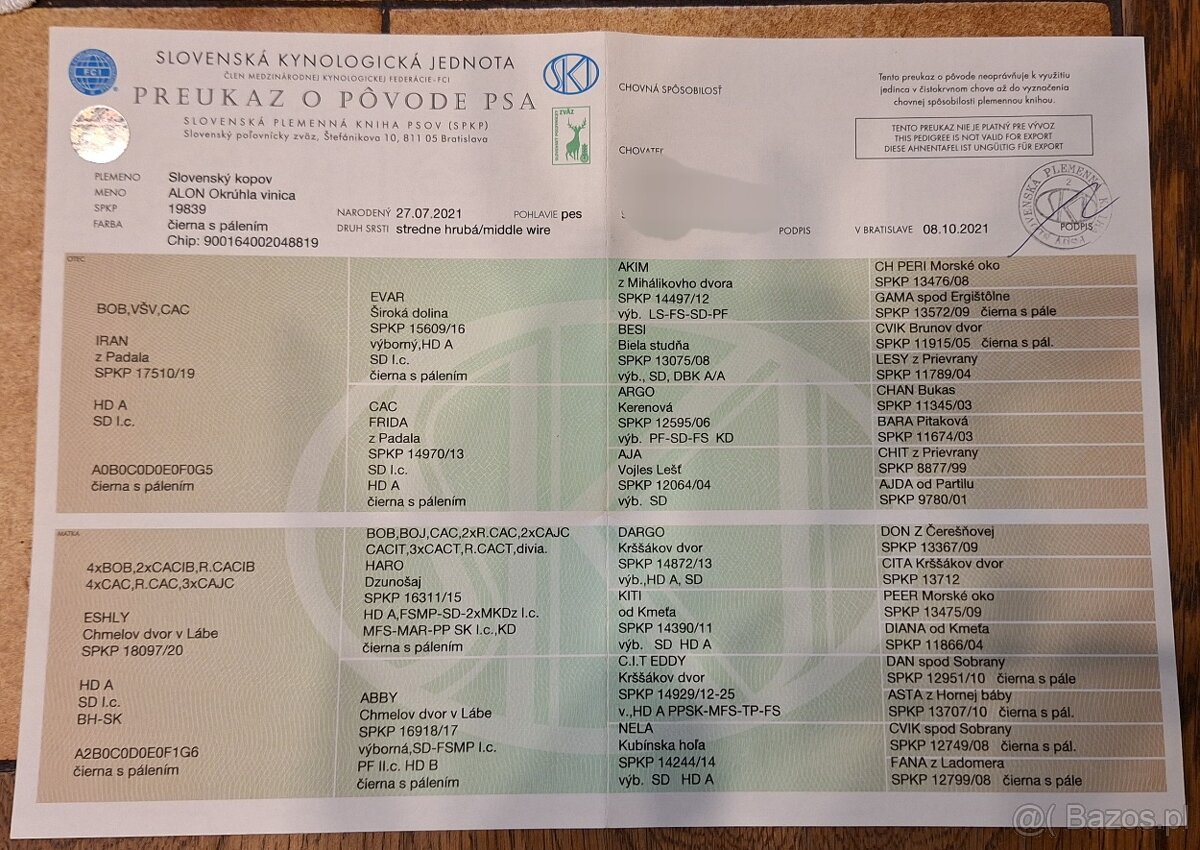 Gończy Słowacki KOPOV ZKwP FCI