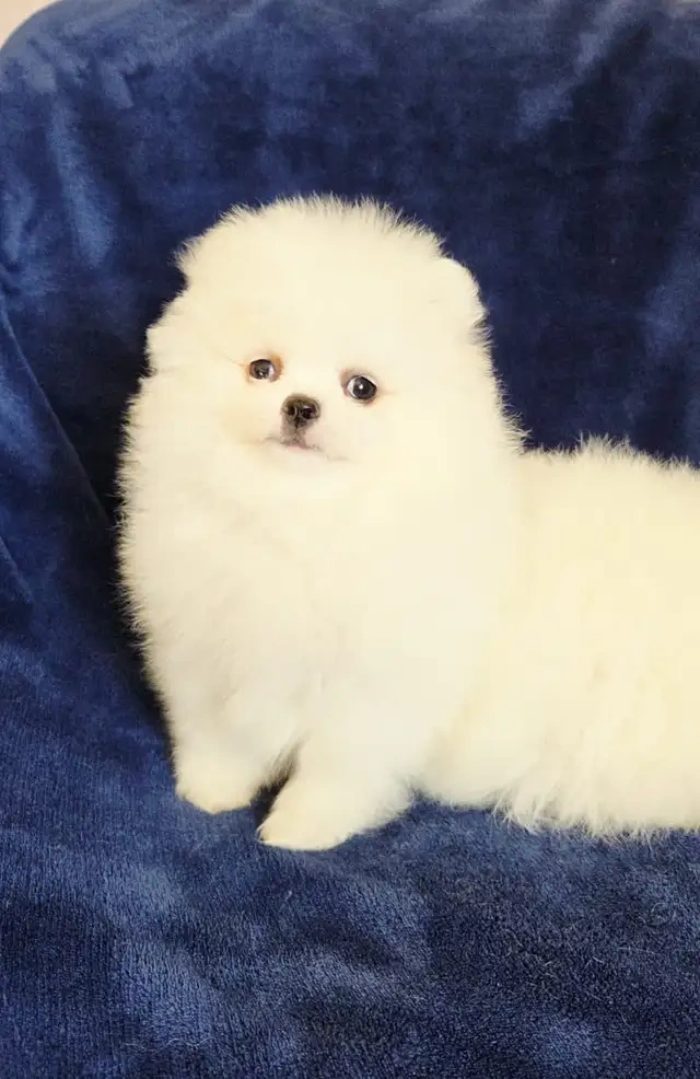 Piękne szczenięta pomeraniana