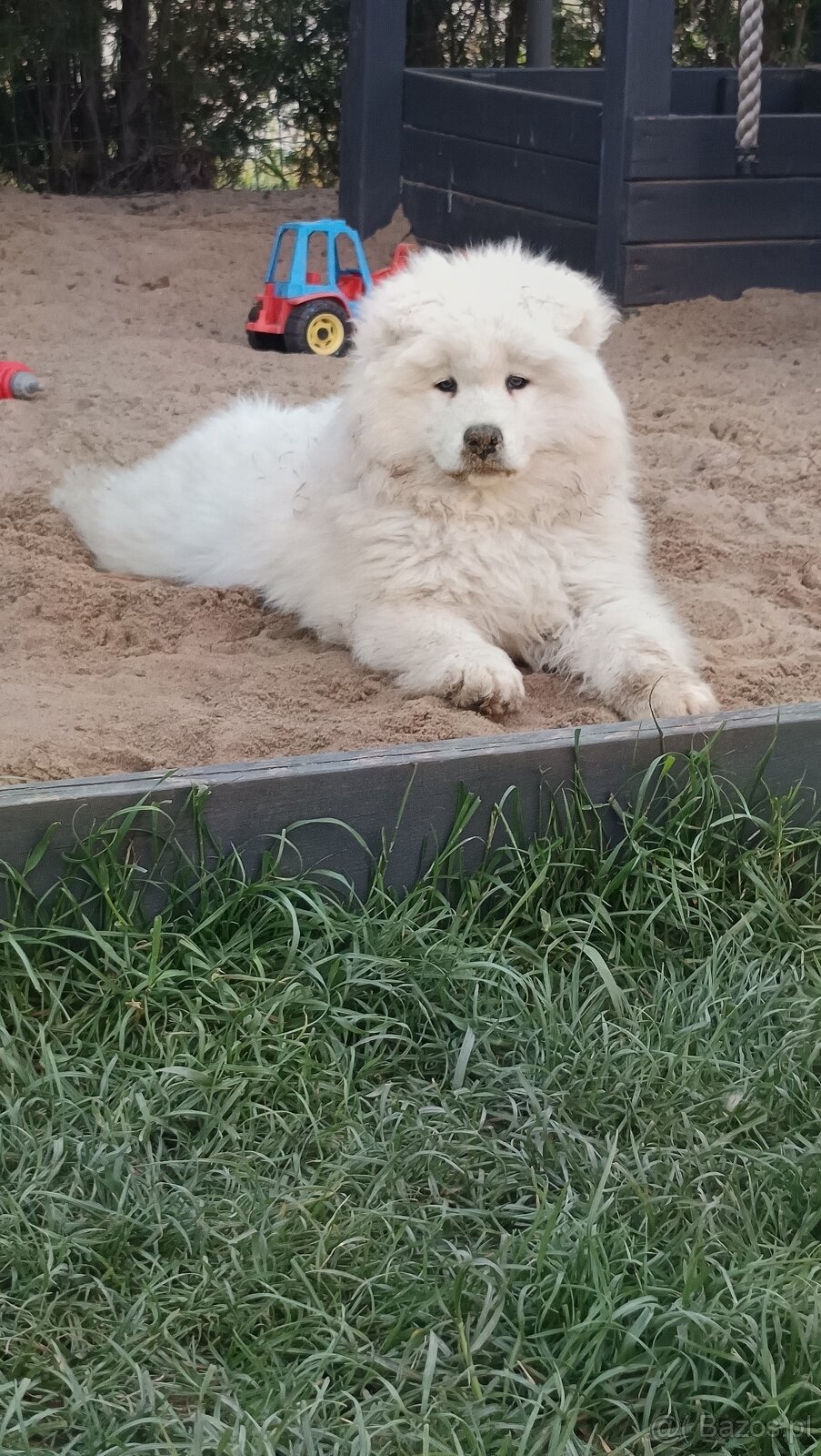 Szczenięta rasy Samoyed