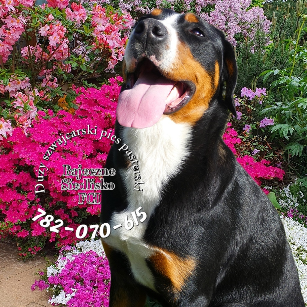 Duży szwajcarski pies pasterski szczeniaki hodowla FCI