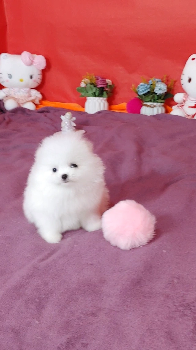 Dostępne szczenięta rasy pomeranian
