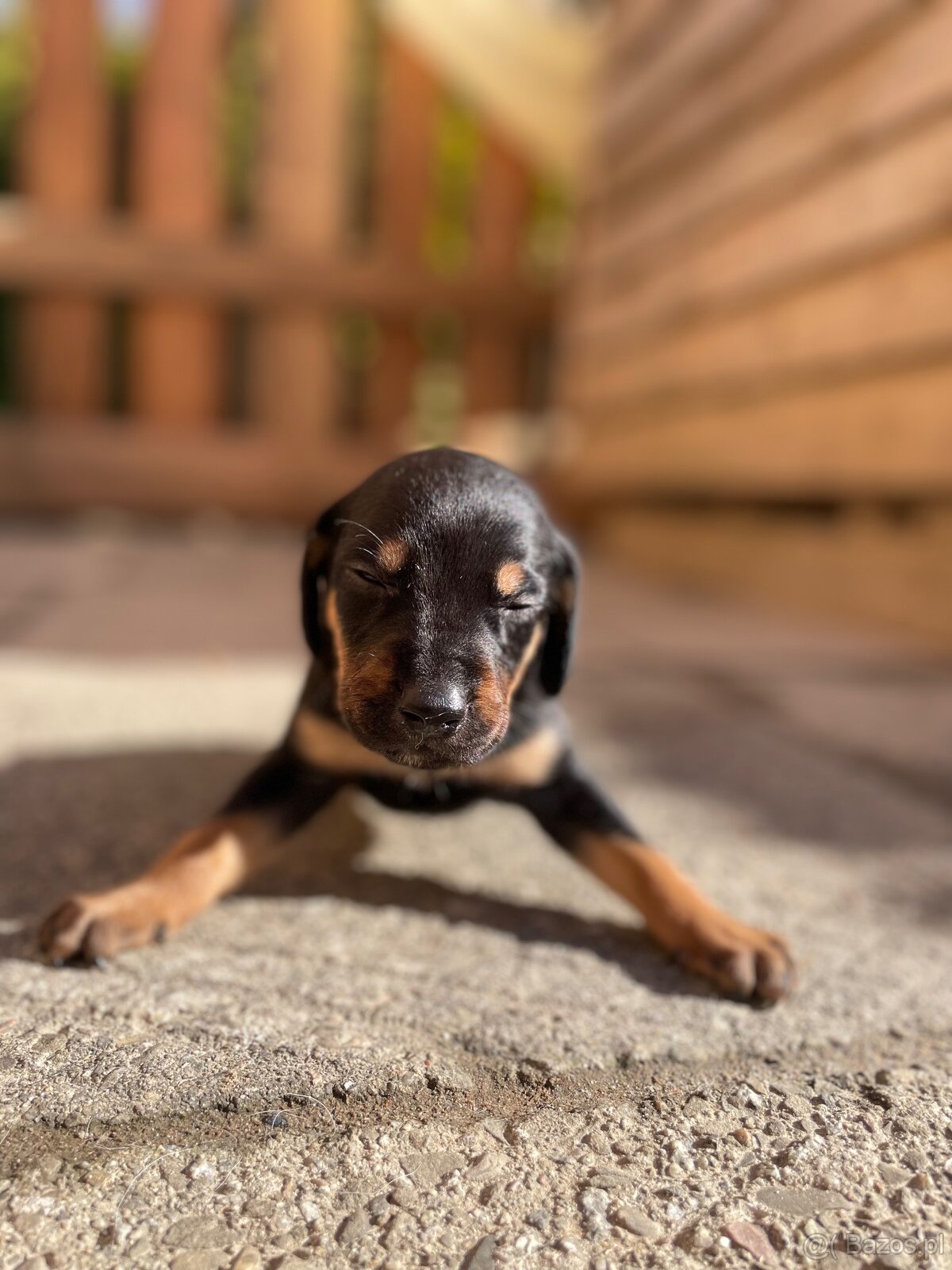 Gończy polski x irlandzki gończy szczeniaczki