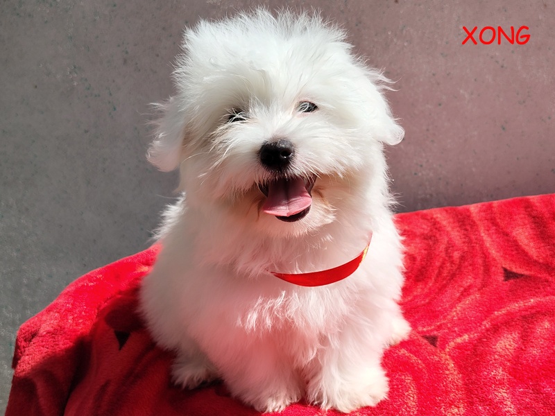 SUCZKA biała Coton De Tulear szczenię ZHPR UCI Kraków