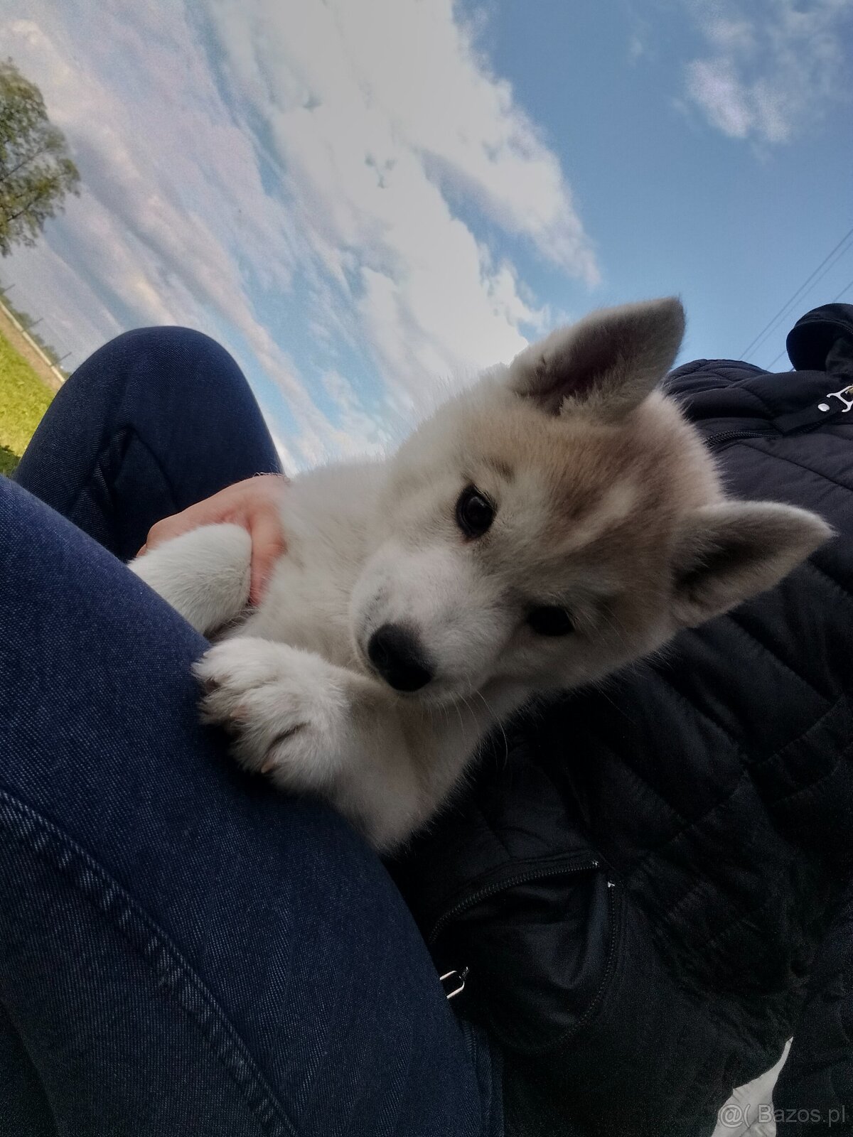 Suczka Siberian Husky