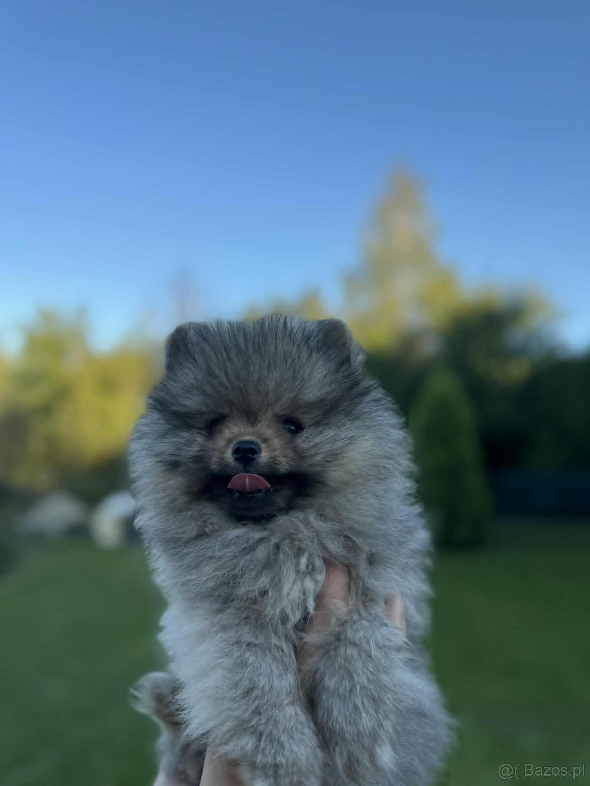 sprzedam pomeranian FCI