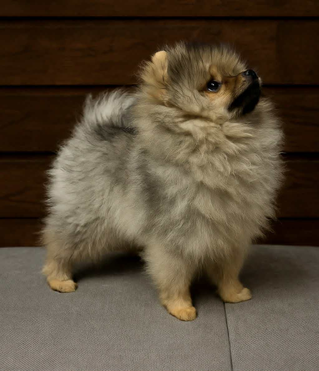 sprzedam pomeranian FCI