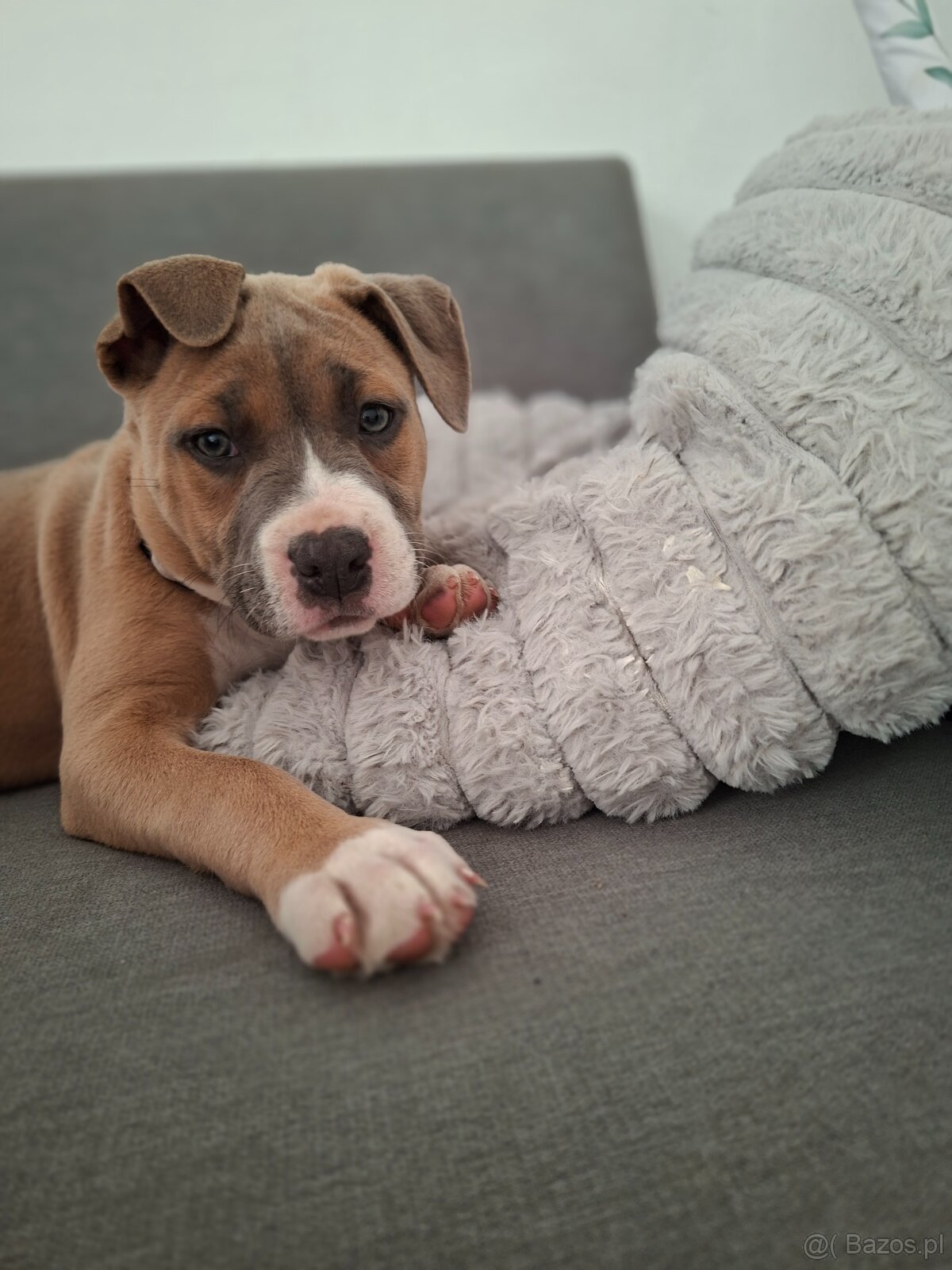 Oddam sunie pitbull ma 8 tyg
