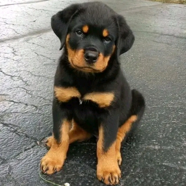 Szczenięta Rottweilera na sprzedaż.