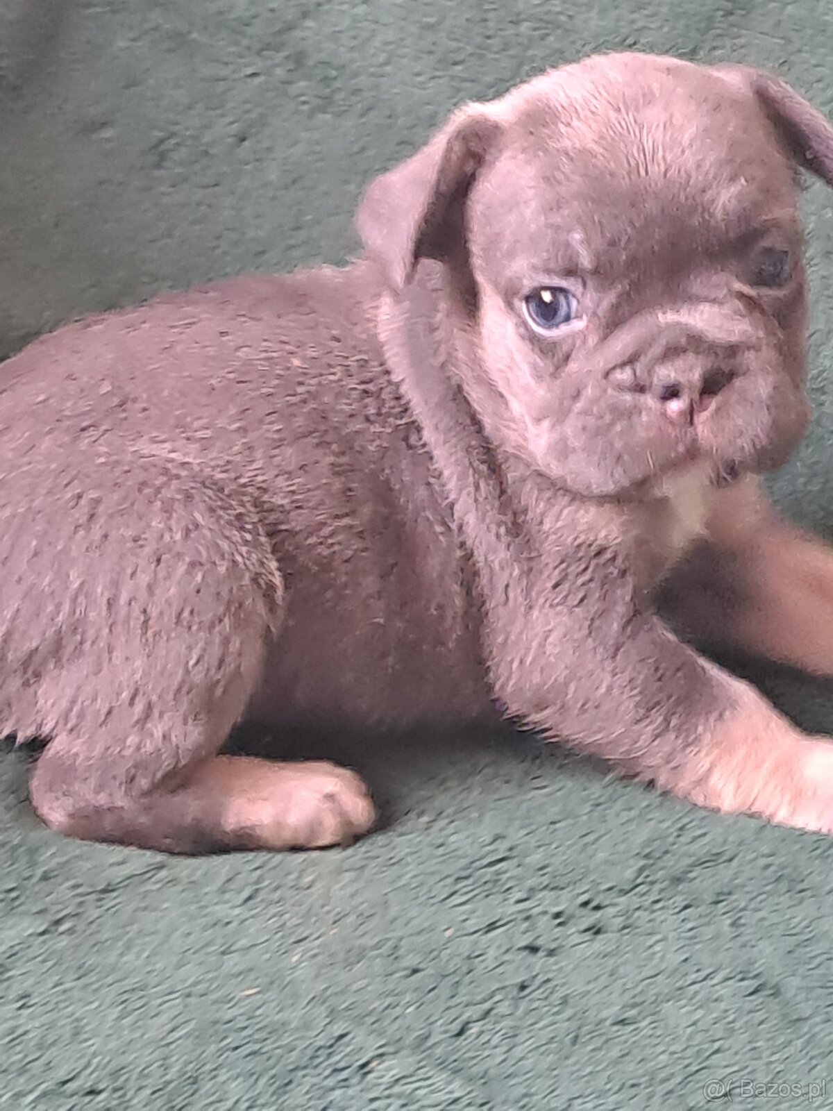 Buldog francuski