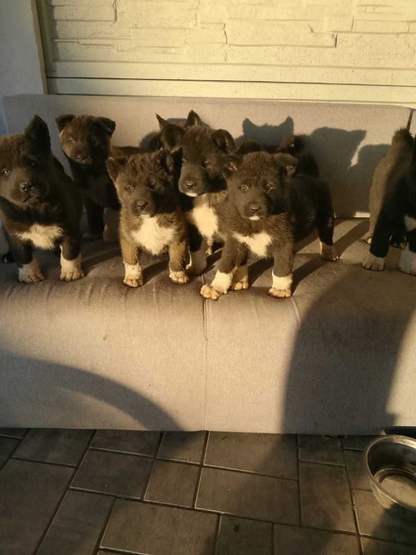 sprzedam psy akita amerykańska