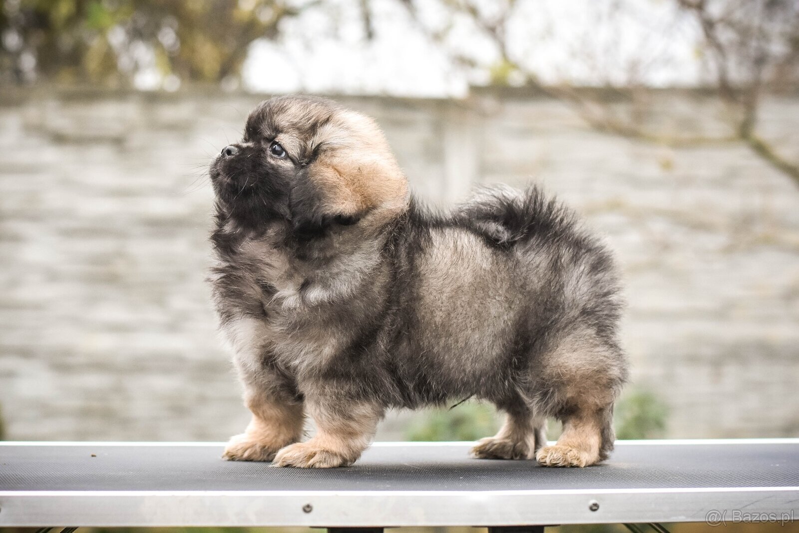 Spaniel tybetański - szczeniak z rodowodem FCI