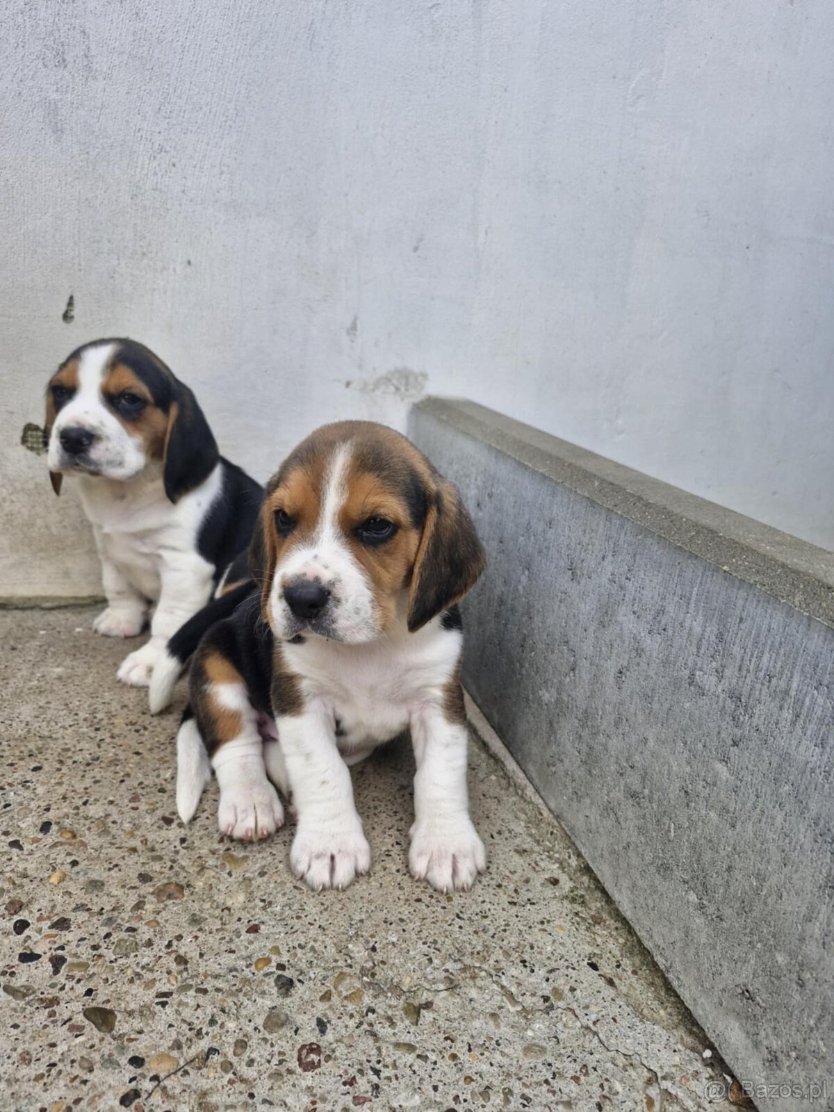 Beagle Tricolor
