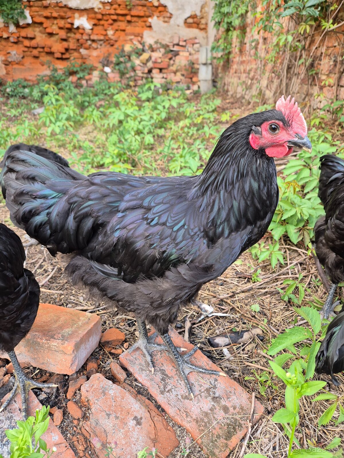 Australorp Kogut Czarny 12 tyg