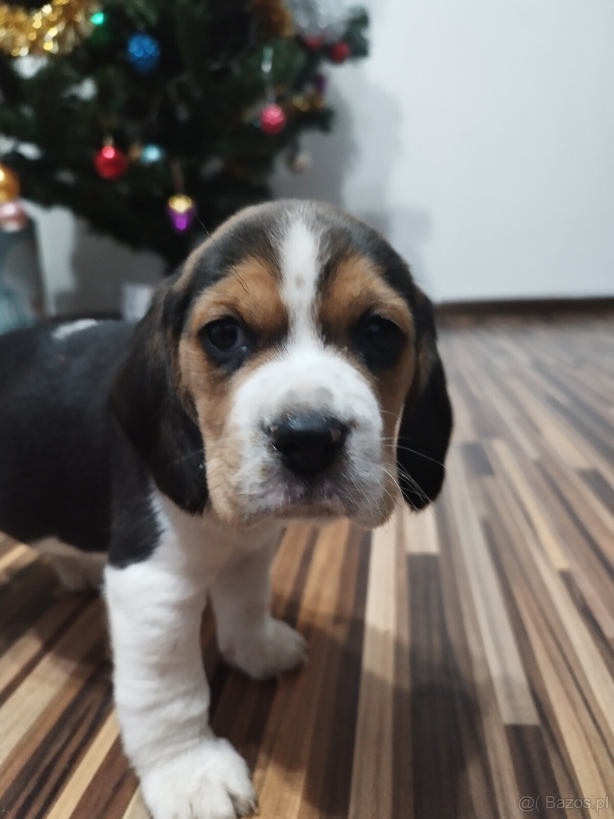Rodowodowe szczenięta rasy Beagle tricolor, profil DNA