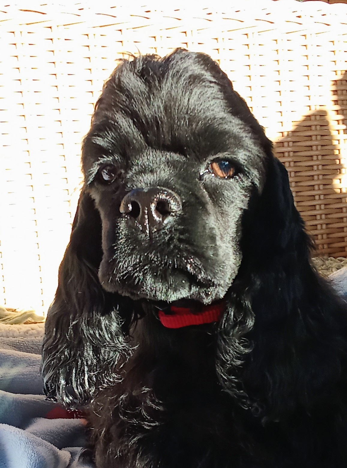 Cocker spaniel american/PP fci