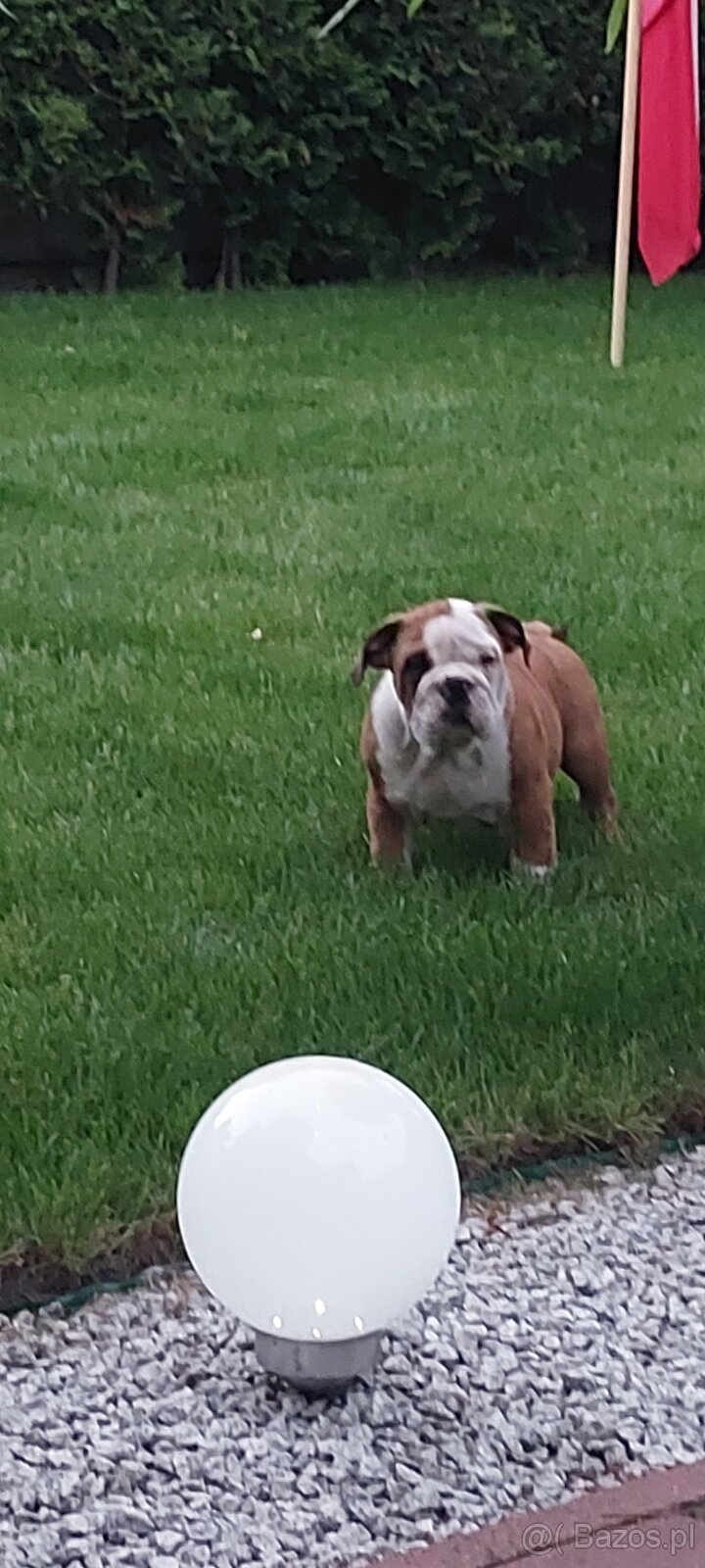 Buldog Angielski ZKwP FCI
