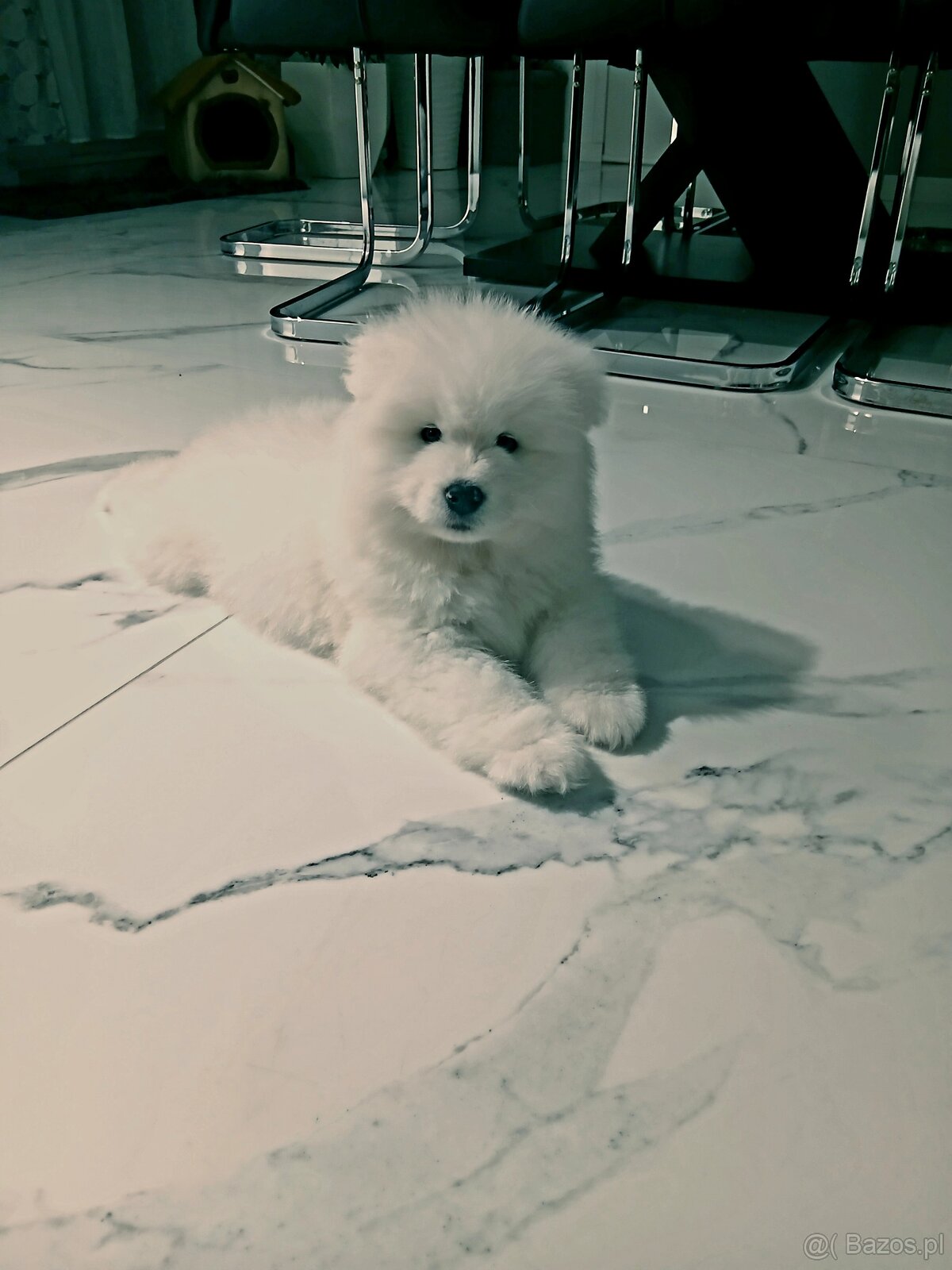 Sprzedam szczeniaka Samojed