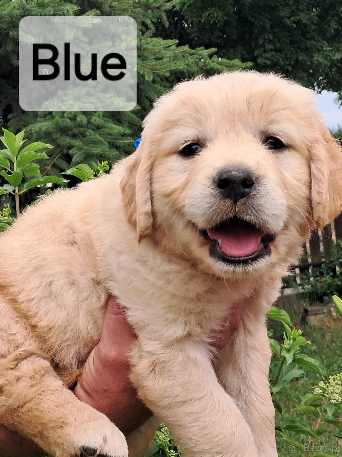 Golden retriever ZKwP FCI wlasna dogoterapia 24/h