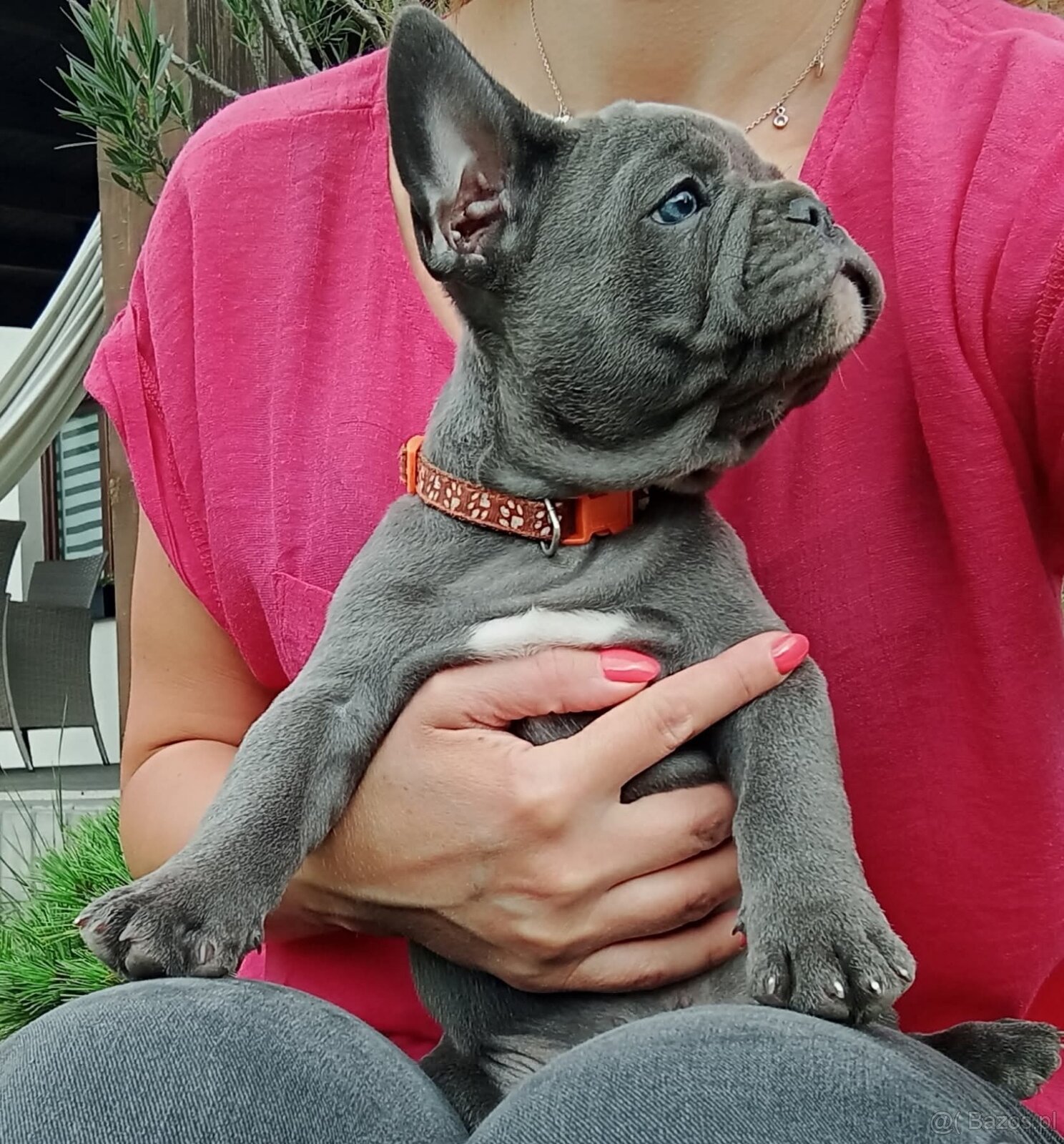 Buldog francuski BLUE niebieski szczeniak suczka pies piesek