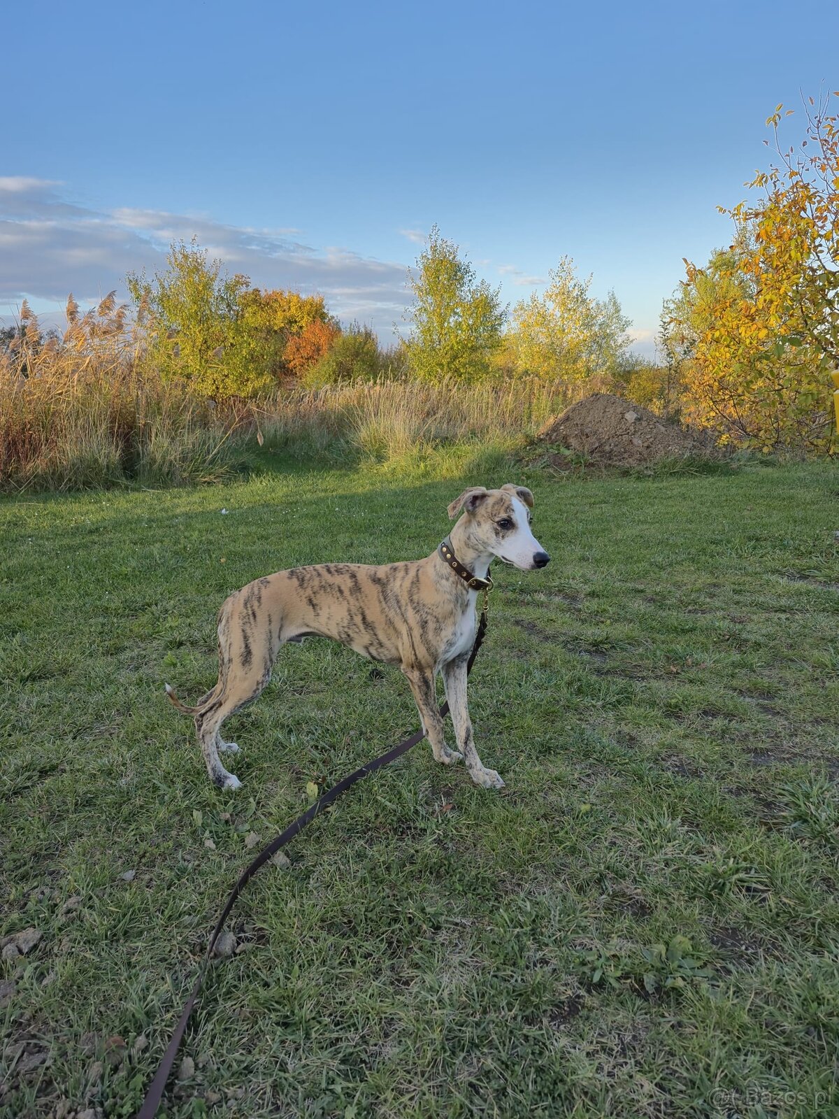 chart whippet - 4 miesięczny