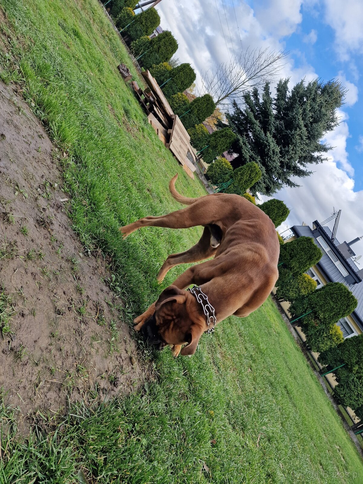 Rasowy bokser z rodowodem roczny