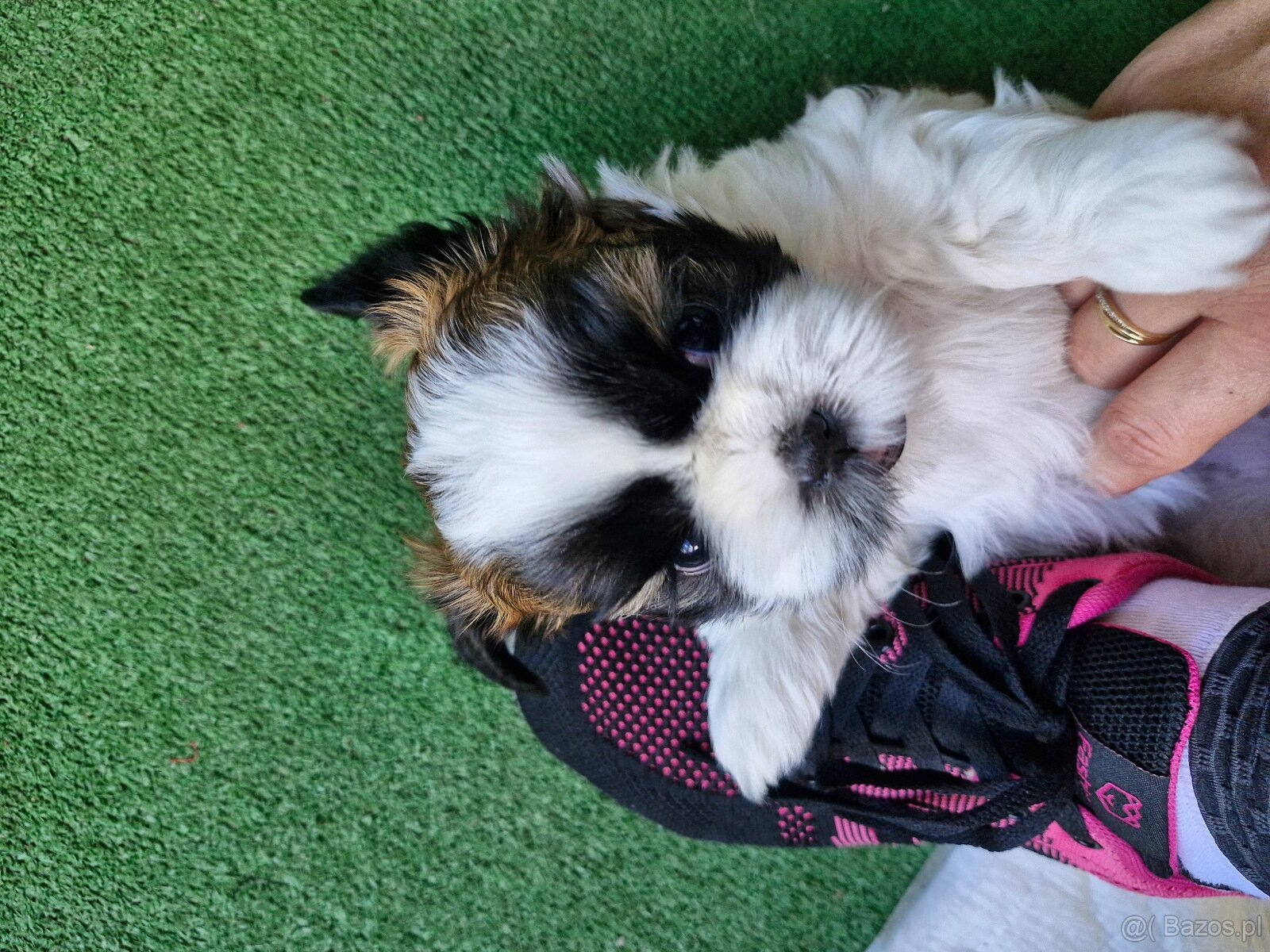 Śliczna suczka Shih Tzu