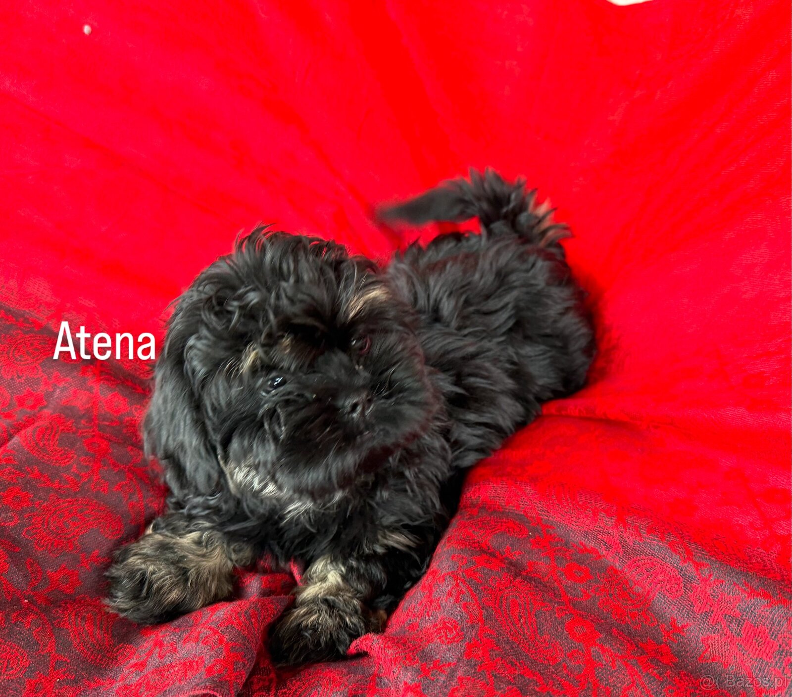 Szczeniak Shih Tzu