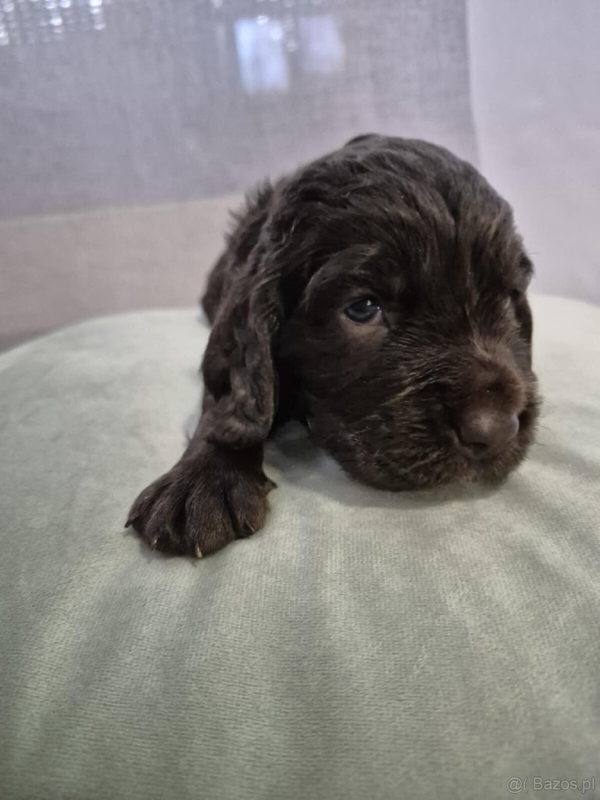 PŁochacz Niemiecki WACHTELHUND