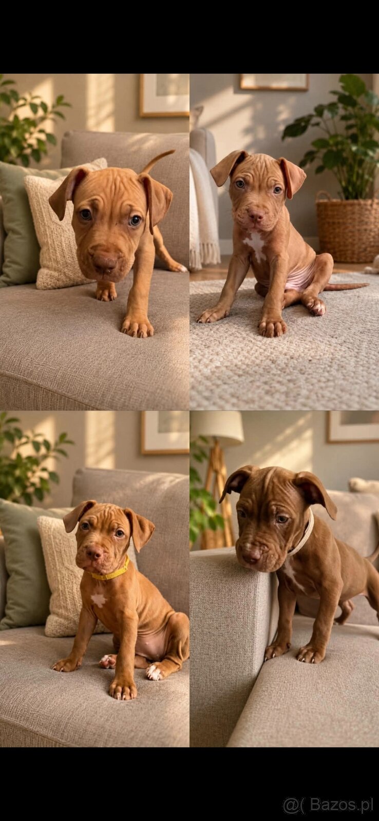 Pitbull red nos