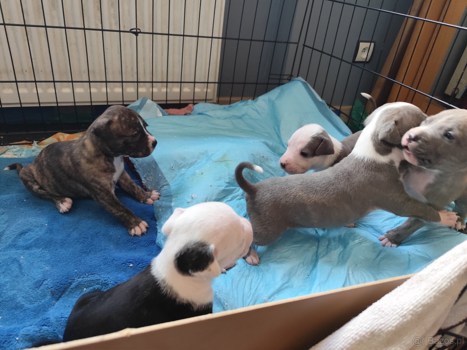 Rezerwacja szczeniąt Amstaff