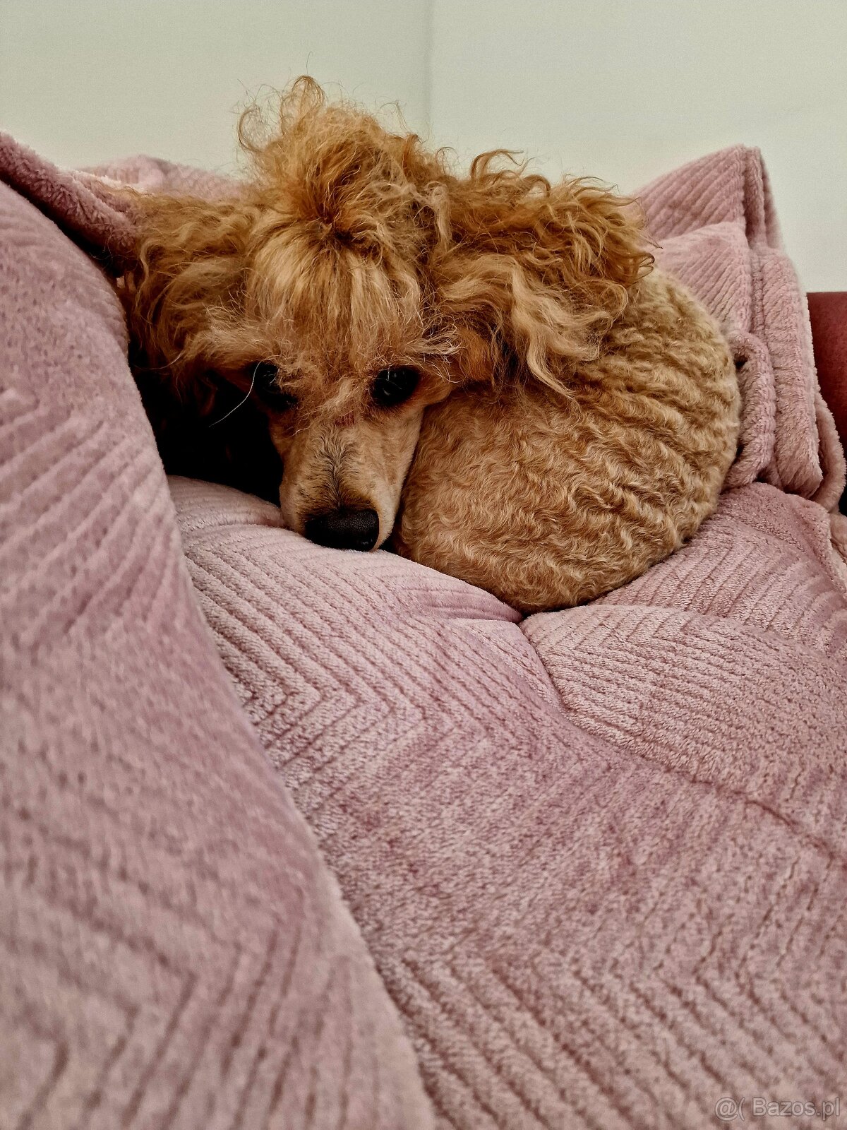 Rasowy pudel RED FCI reproduktor