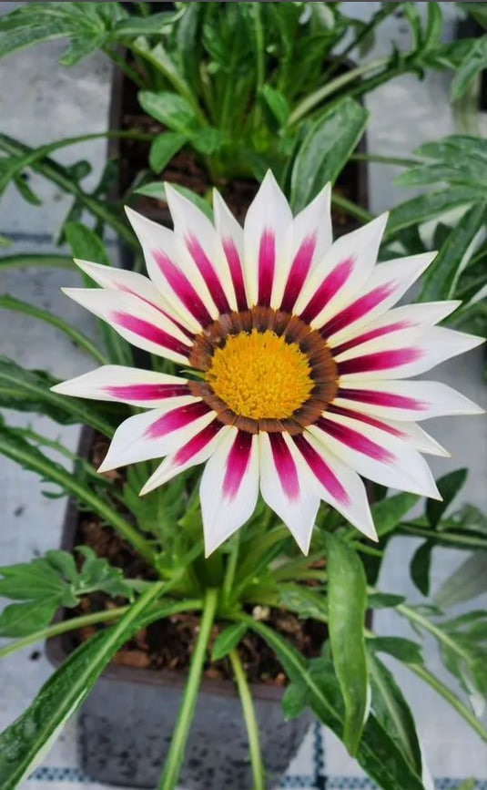 Blomst