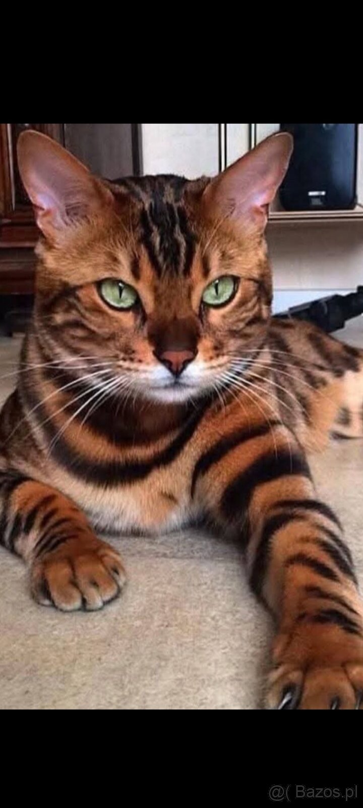 Koty Bengalskie