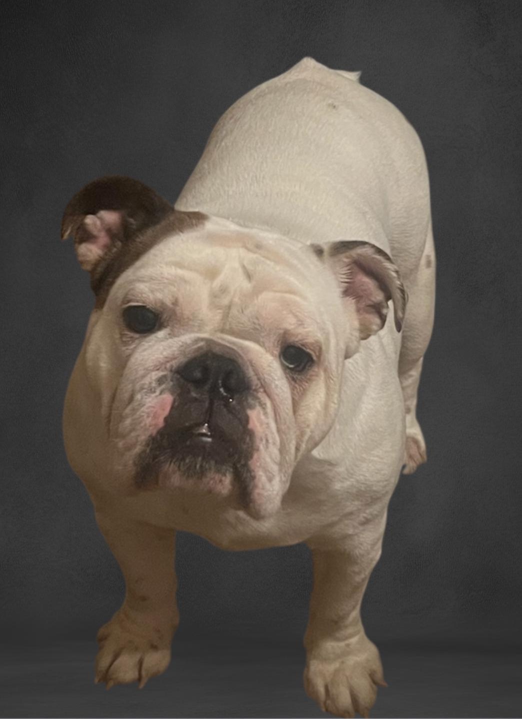 Buldog angielski Fci/ZKwP