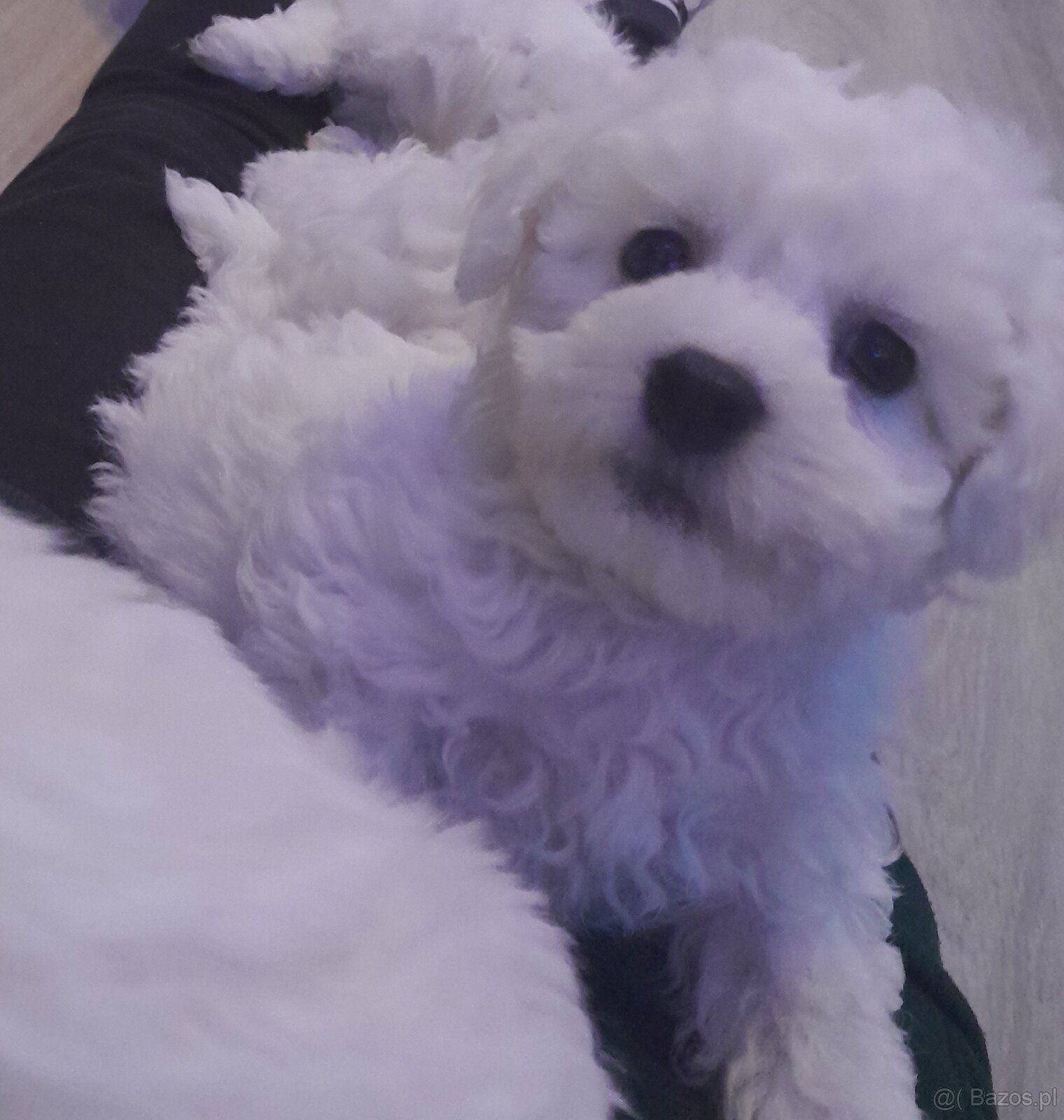 Bichon frise maluszki (dziewczynka)