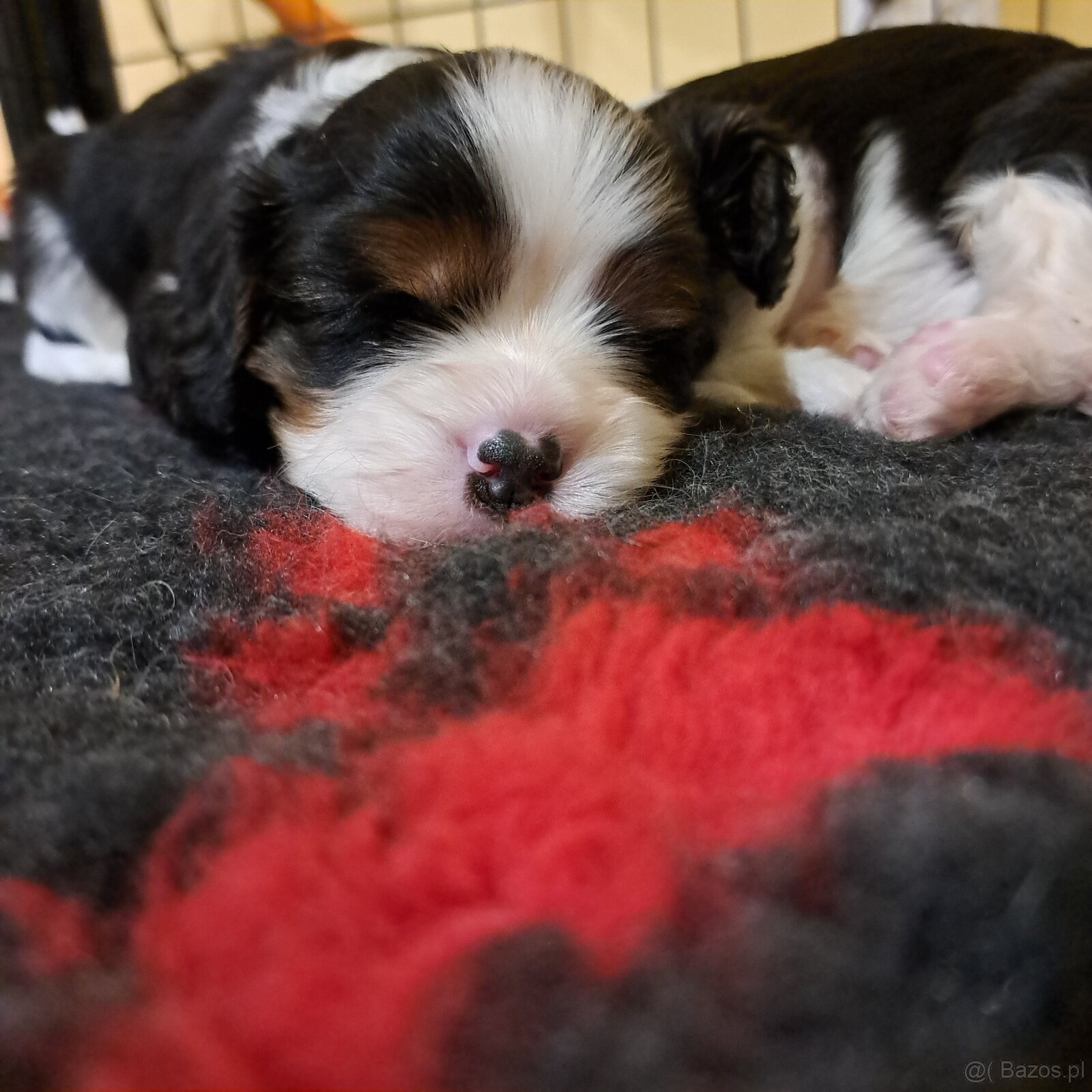 Cavalier King Charles Spaniel fci