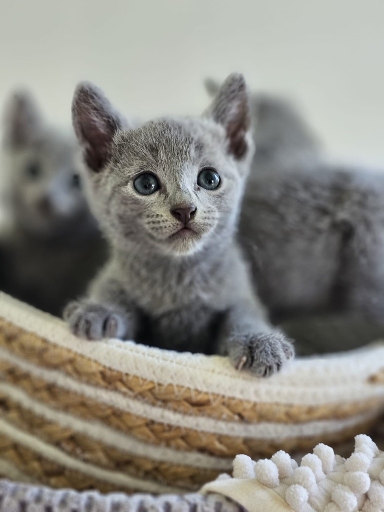 Brytyjskie krótkowłose