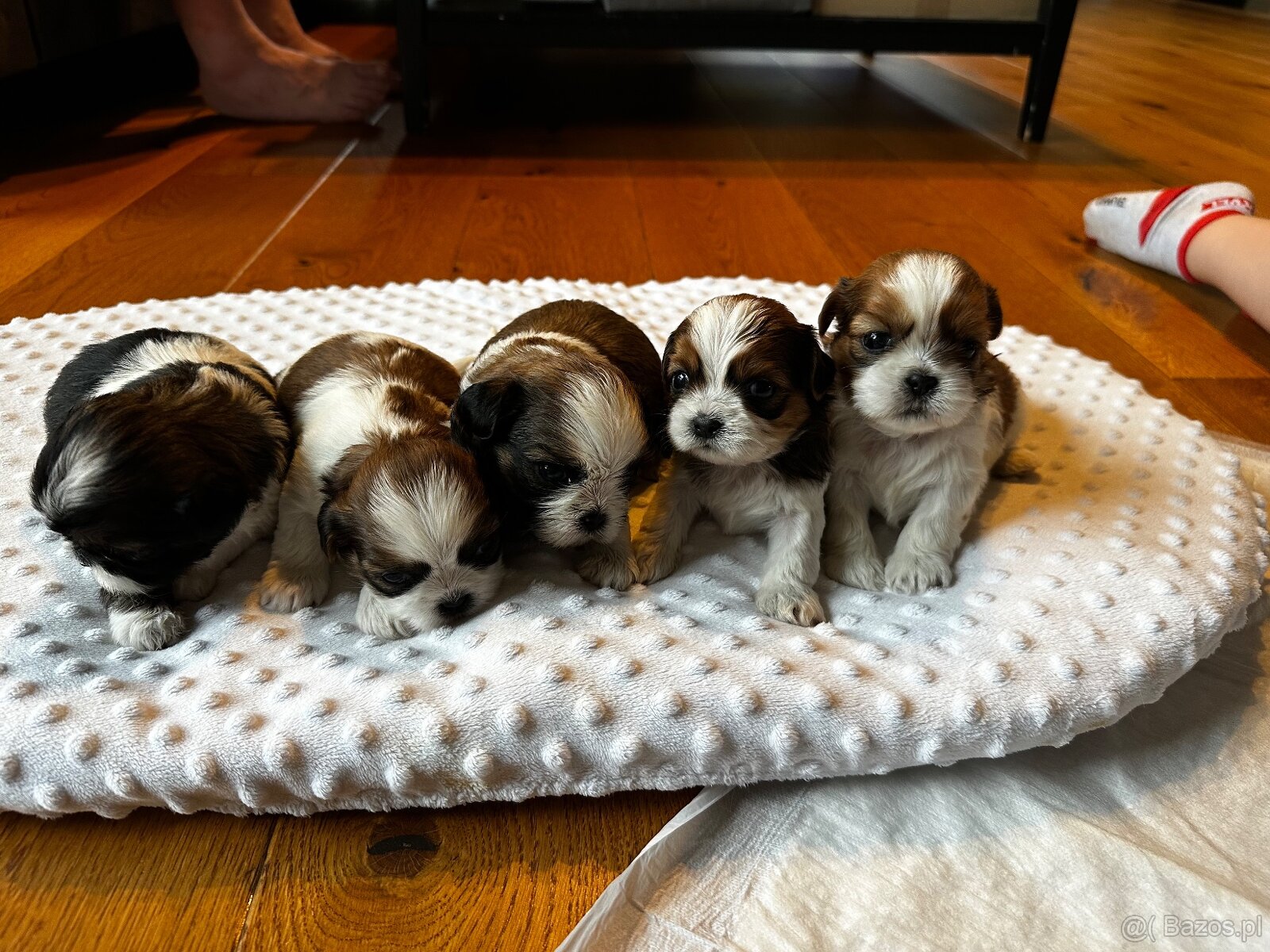 Shih tzu